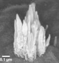 This image is a scanning electron micrograph of vertical carbon nanofibers grown on titanium foil.