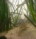 Thicker seagrass beds provide better nursery habitat for juvenile blue crabs.