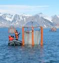 Researchers check the "mesocosms," eight-meter long floatation frames carrying plastic bags with a capacity of 50 cubic meters, deployed for a five-week long field study on ocean acidification conducted in the Kongsfjord off the Arctic archipelago of Svalbard. The results are published in the EGU open access journal <i>Biogeosciences</i>. (This image is free to use but attribution is required.) Researchers check the "mesocosms," eight-meter long floatation frames carrying plastic bags with a capacity of 50 cubic meters, deployed for a five-week long field study on ocean acidification conducted in the Kongsfjord off the Arctic archipelago of Svalbard. The results are published in the EGU open access journal <i>Biogeosciences</i>. (This image is free to use but attribution is required.)
