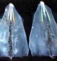 Dissected squid mantles highlight the iridescent and white stripes that only exist in the female squid. The white stripe goes from complete transparency to bright white, which mimics the male testis.