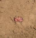 This is an earthworm in estivation.