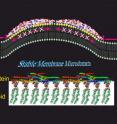 BAR proteins can create stable lipid microdomains at cell membranes.