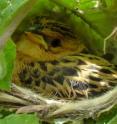 This is a cuckoo finch chick.