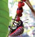 This image shows <i>D. paykulli</i> larvae moving to a new leaf followed by their mother in Panama. This image shows <i>D. paykulli</i> larvae moving to a new leaf followed by their mother in Panama.