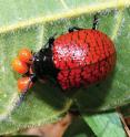 This image shows a female <i>D. reticulata</i> straddling first instar larvae in Campo Cerado vegetation of Brazil. This image shows a female <i>D. reticulata</i> straddling first instar larvae in Campo Cerado vegetation of Brazil.