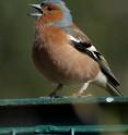 Songs of the European chaffinch lose their syntactical structure the further out the birds are found on the mid-Atlantic archipelago.