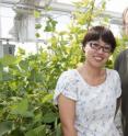 A new discovery by an MU team of researchers could be the first step in helping farmers use less nitrogen for corn, soybeans and other crops.
