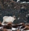 This is a yearling caribou near Kangerlussuaq, Greenland in May. Research led by Eric Post, a professor of biology at Penn State University, has linked an increasingly earlier plant growing season to the melting of arctic sea ice, a relationship that has consequences for offspring production by caribou in the area. This is a yearling caribou near Kangerlussuaq, Greenland in May. Research led by Eric Post, a professor of biology at Penn State University, has linked an increasingly earlier plant growing season to the melting of arctic sea ice, a relationship that has consequences for offspring production by caribou in the area.
