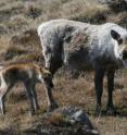 This is a female caribou and her calf. Research led by Eric Post, a professor of biology at Penn State University, has linked an increasingly earlier plant growing season to the melting of arctic sea ice, a relationship that has consequences for offspring production by caribou in the area. This is a female caribou and her calf. Research led by Eric Post, a professor of biology at Penn State University, has linked an increasingly earlier plant growing season to the melting of arctic sea ice, a relationship that has consequences for offspring production by caribou in the area.