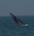 This is a rare photo of a Bryde's whale breaching in the Swatch-of-No-Ground, Bangladesh. Researchers from WCS, the American Museum of Natural History, Columbia University, and others have genetically confirmed the existence of two subspecies of Bryde's whale -- offshore and coastal forms -- in the Indian and western Pacific Oceans, important information for the management of a species hunted by Japan for scientific purposes.
