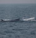 These are Bryde's whales lunge-feeding in the Swatch-of-No-Ground, Bangladesh. Bryde's whales are generally fish eaters, often pursuing anchovies, sardines, herring, and other schooling fish.