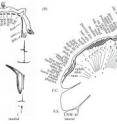 This image shows textbook somatotopy maps of humans and monkeys. Coronal sections of the primary somatosensory cortex (SI) of each primate are shown, with a correspondence between the position of the body part and the focal brain area. Five fingers and five toes are depicted. (Adapted from Woolsey CN, Marshall WH, Bard P. 1942 Representation of cutaneous tactile sensibility in the cerebral cortex of the monkey as indicated by evoked potentials. Bull. Johns Hopkins Hosp. 70, 399 -- 411)