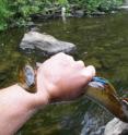 New research at Michigan State University shows that bile salts, secreted from the liver and traditionally associated with digestive functions, are being used as pheromones by sea lampreys.