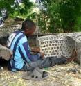 A trap fisher modifies an African basket trap with escape gaps. Researchers from WCS and the Kenyan Marine and Fisheries Research Institute have found that escape gaps trap market-sized fish while allowing undersized and non-target fish to escape. According to a recent study, escape gaps help protect marine resources while boosting profits for fishing communities.