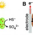 Figure 2 shows a coculture model for current production in the dark. 
A: In the light, <i>Chlorobium</i> photosynthetically accumulates glycogen (red particles) using electrons derived from sulfide oxidation. B: In the dark, <i>Chlorobium</i> ferments glycogen to acetate, which is consumed by <i>Geobacter</i> to produce electric current.