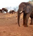 When people want to direct the attention of others, they naturally do so by pointing, starting from a very young age. Now, researchers reporting in <i>Current Biology</i>, a Cell Press publication, on October 10 have shown that elephants spontaneously get the gist of human pointing and can use it as a cue for finding food. That's all the more impressive given that many great apes fail to understand pointing when it's done for them by human caretakers, the researchers say.