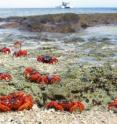 Research conducted through Princeton University found that erratic rainfall -- which could become more irregular as a result of climate change -- could be detrimental to animals that migrate with the dry-wet seasonal cycle. The researchers studied the annual mating migration of the land-dwelling Christmas Island red crab in order to help scientists understand the consequences of climate change for the millions of migratory animals in Earth's tropical zones.