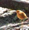 Birdwatchers often seek out rare and beautiful birds like the wren and antpitta (above) using "playbacks" -- or recordings of bird songs -- to draw such them out from their hideaways. But does such babbling-on-repeat harm the birds? A Princeton study says it may zap birds of much-needed energy.