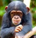 The ability to empathize may influence chimpanzees' susceptibility to contagious yawning. The ability to empathize may influence chimpanzees' susceptibility to contagious yawning.