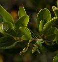 A walking stick insect camouflages with a greenback ceanothus bush in southern California. The ability of the the insect, <i>Timema cristinae</i>, to be well camouflaged affects other insects living on the same plant.