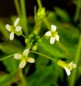 Scientists have misunderstood one of the most fundamental processes in the life of plants because <i>Arabidopsis thaliana</i> -- the dominant model used by plant scientists -- is actually quite an unusual organism.