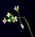Scientists have misunderstood one of the most fundamental processes in the life of plants because <i>Arabidopsis thaliana</i> -- the dominant model used by plant scientists -- is actually quite an unusual organism.