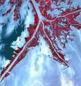 This is a satellite image of the oil at Mississippi Delta's Mouth during the 2010 Deepwater Horizon accident.