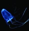 Drawing on 14 years of monthly collection data, researchers at the University of Hawai'i at M&#257;noa have found that the total number of box jellyfish that come ashore at Waikiki displayed no net increase or decrease, but instead followed an oscillating four-year pattern influenced by climate and environmental conditions.
