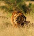 Two male African lions recline in the tall grass in Uganda's Queen Elizabeth National Park. Conservationists from the WCS and the University of St. Andrews warn that Uganda's lions are disappearing from the country's national parks.