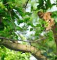A female African lion peeks through the leaves of a tree in Queen Elizabeth National Park. Lions have been decreasing in some areas of Uganda (particularly the national park areas) by more than 30 percent over the past 10 years due to poisoning by local cattle herders and other human-related causes.