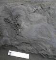 The Cretaceous bird tracks were found on a slab of sandstone. The Cretaceous bird tracks were found on a slab of sandstone.