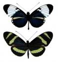 This is a top down view of <i>Heliconius cydno</i> and <i>H. pachinus</i> butterflies.