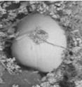 This quagga larva was photographed using scanning electron microscopy.