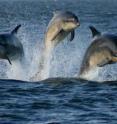 Pile-driving during the construction of offshore wind farms produces an incredible amount of noise and is potentially harmful to marine species such as protected populations of seals, dolphins and whales.