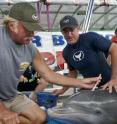An exam is being performed on a dolphin from Indian River Lagoon in Florida. An exam is being performed on a dolphin from Indian River Lagoon in Florida.