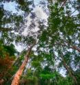 This is an intermediate secondary forest in Paragominas, Para, Brazil.