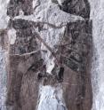 This image shows a holotype male, on the right, and allotype female, on the left. This image shows a holotype male, on the right, and allotype female, on the left.