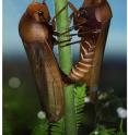 This shows a 3-D ecological reconstruction of <i>Anthoscytina perpetua</i> mating behavior.