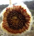 This shows the beautiful inflorescence of <i>Coespeletia palustris</i>.