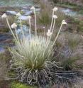 This is the new species, <i>Coespeletia palustris</i>, in a typical marshy habitat.