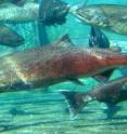 These are adult fall Chinook salmon in the Priest Rapids Hatchery.