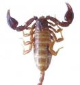 This image shows a female <i>Euscorpius lycius</i>.