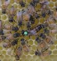 Worker honey bees perform a "retinue response," in which they are attracted to the queen (marked with a number tag), surround her, lick her, and "smell" her with their antennae. This behavior allows the workers to pick up the queen pheromone and spread it throughout the colony. The queen pheromone provides "honest" information to the workers about her presence, mating status, and mating quality.