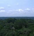 Moisture recycling is an important source of rainfall over the Amazon forest; about one-third of the annual rainfall in the southern Amazon forest can originate from moisture recycling.