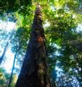 Many climate models over predict the water stress plants feel during the dry season because they don't take into account the moisture that the forest itself can recycle in times of drought. In this study the researchers removed unrealistic water stress from their model and found that the moisture that is recycled by the forest is sufficient to reduce the intensity of drought conditions.