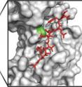 This image shows the structure of the <i>E. coli</i> sliding clamp, DnaN, in complex with a peptide from DNA polymerase III (PDB: 3D1F). The toxin SocB likely disrupts this complex to arrest DNA replication by binding a region of DnaN near the residue marked in green.