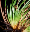 This is a close-up of <i>Lepidosperma monticola</i> plant.