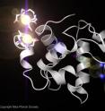 This 3-D rendering of a lysozyme molecule shows two gadolinium atoms bound to it. Researchers soaked lysozyme crystals in a solution containing the metal gadolinium to help improve imaging quality in an experiment at SLAC's Linac Coherent Light Source X-ray laser. The experiment proved that LCLS can resolve the lysozyme structure without using data obtained earlier, and researchers hope to use similar techniques to reconstruct important unsolved proteins.