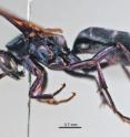 This image shows a female of <i>Abernessia giga</i>, a species that took its name from the impressively large size of the specimen.