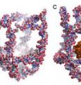 The figure shows a nanocage in which eight unique DNA molecules are mixed together. The nanocage has four functional elements that transform themselves in response to changes in the surrounding temperature. These transformations either close (1A) or open (1B) the nanocage. By exploiting the temperature changes in the surroundings, the researchers trapped an active enzyme called horseradish peroxidase (HRP) in the nanocage (1C). The figure shows a nanocage in which eight unique DNA molecules are mixed together. The nanocage has four functional elements that transform themselves in response to changes in the surrounding temperature. These transformations either close (1A) or open (1B) the nanocage. By exploiting the temperature changes in the surroundings, the researchers trapped an active enzyme called horseradish peroxidase (HRP) in the nanocage (1C).